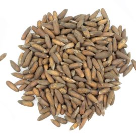 AFG Pine Nuts (3)